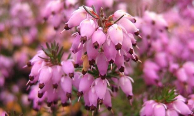 Az alpesi erika, alpesi hanga, hússzínű hanga (Erica carnea) gondozása